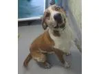 Adopt Pound Dog-Waylon 135153 a Hound
