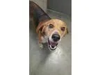 Adopt RUFUS a Beagle  Mixed dog in Wintersville OH (15141377)