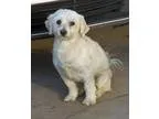 Adopt TEDDY a White Poodle (Miniature)  Mixed dog in Peralta NM 