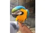Afseredg Hand Raised Blue and Gold Macaws For Sale