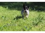 Adopt Jessie a Australian Cattle Dog (Blue Heeler) Terrier