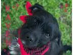 Adopt RAVEN a Schnauzer
