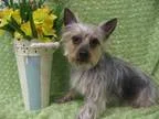 Adopt JASMINE a Silky Terrier  Mixed dog in Santa Clara CA (1506