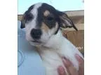 Akc German Shepherd Puppies 700.00