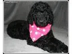 Adopt Goldie a RedGoldenOrangeCh estnut Shepherd (Unknown Type) 