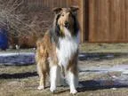 Pause4Paws Pet Services