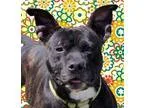 Adopt Bruce a Brindle American Pit Bull Terrier  Mixed dog in Wi