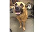 Adopt BUTCH a Shepherd (Unknown Type)  Shar Pei  Mixed dog in Wi