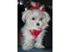 Adorable Micro Maltese Female Almost