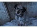 Adopt Sargeant a White - with Gray or Silver Blue Heeler  Pointe
