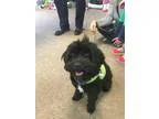 Adopt Pepper a Bichon Frise Shih Tzu