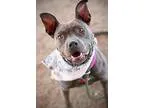 Adopt ESME a GrayBlueSilverSal t and Pepper Pit Bull Terrier  Te