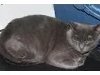 Adopt Ivy a Russian Blue