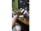Adopt Tubby a Ferret