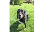 Adopt ZELDA a Border Collie  Mixed dog in Wintersville OH (15189