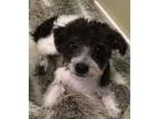 Adopt Zach a Poodle Havanese