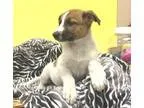 Adopt Cassandra a German Shepherd Dog
