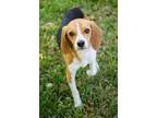 Adopt Guinness a Tricolor (TanBrown and Black and White) Beagle 