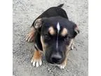 Adopt Suzuki a Shepherd