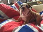 Lovely bull dog puppies for sale