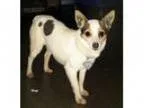 Adopt DUSTY a Pit Bull Terrier
