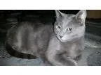 Adopt Mr. Ash a Gray or Blue Russian Blue (short coat) cat in Tu