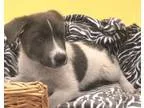 Adopt Rags a German Shepherd Dog