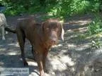 AKC Chocolate Labrador english