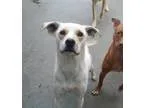 Adopt Barkley a Australian Cattle Dog (Blue Heeler)