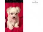 Malt puppy