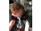 Adopt Tamsin a Bunny Rabbit