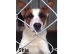 Toy Australian  Shepherd