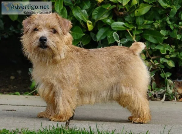 Adopt Pastina a Jack Russell Terrier