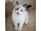 Adopt Atticus a Ragdoll  Mixed cat in Smyrna GA (15167709)