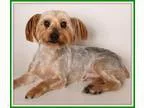 Adopt Mahalo a Silky Terrier
