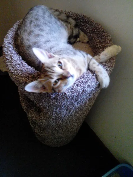 Pure bred Bengal kitten