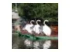 Opening Day for Swan Boats 2016