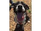 Adopt King-shelter a Border Collie