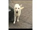 Adopt Ace a White German Shepherd German Shepherd Dog