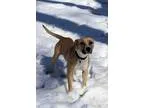 Adopt Tecate a Pit Bull Terrier