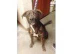 Adopt Sofie a White - with Black Jack Russell Terrier  Beagle  M