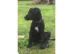 Adopt Clayton a Labrador Retriever