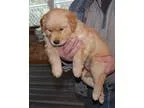 Adopt Sophia-pre adoptable ready 24 March a Australian Cattle Do