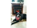 Adopt Phoebe a Pit Bull Terrier Labrador Retriever