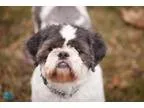 Adopt Teddy - Adopted a Shih Tzu