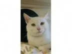 Adopt Tacoma C-- a Domestic Short Hair
