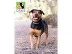 Adopt Mei a Rottweiler  Labrador Retriever  Mixed dog in Salt La