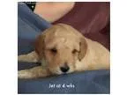 Jet-mini Eng