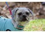 Adopt Charlie a Shih Tzu Affenpinscher