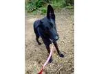 Adopt Grendel a German Shepherd Dog